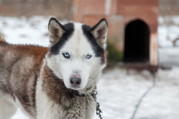 Husky Dog Breed