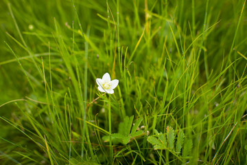Белый цветок в траве