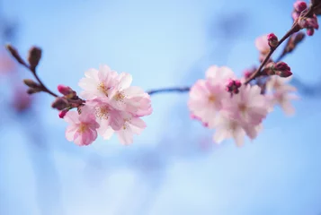 Peel and stick wall murals Cherryblossom Beautiful bloom of sakura