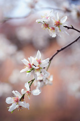 Branch of blooming plum tree