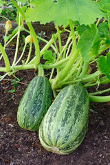 Fresh vegetable marrow growing in the garden
