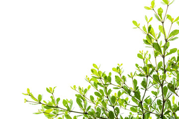 Green leaves isolated on white