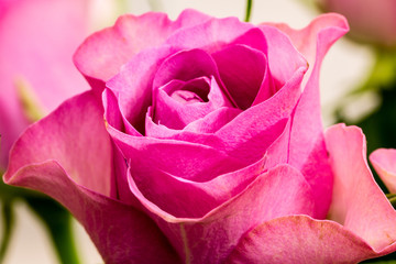 Nahaufnahme rote Rose