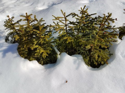 Petits Sapins dans la neige