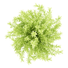 top view of thin leaves sedum plant isolated on white background - obrazy, fototapety, plakaty