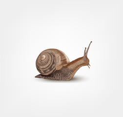 Realistic snail isolated on white background. Vector