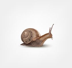 Realistic Snail isolated on white background. Vector