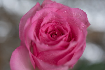pink rose