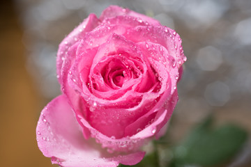 pink rose