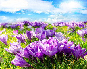 Frohe Ostern, Frühlingserwachen, Frühjahr: Krokusse unter blauem Himmel :)