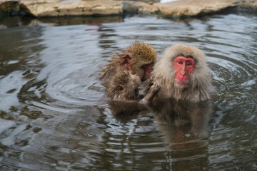 Fototapeta premium Japanese Snow monkey Macaque in hot spring Onsen Jigokudan Park, Nakano, Japan