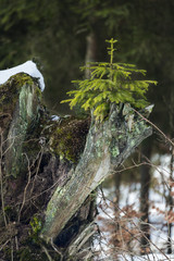 Bio transmission. Young fir tree grows up on a old trunk.