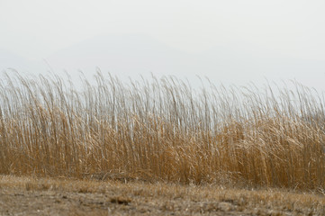 Obraz premium ススキ