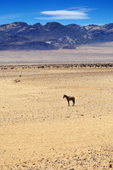 Horse in Succulent Karoo Desert, Namibia