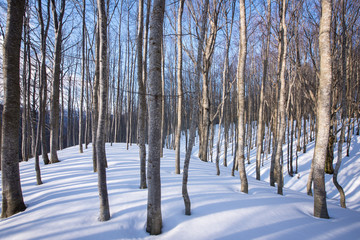 Bosco in inverno con la neve