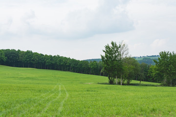 green landscape in summer