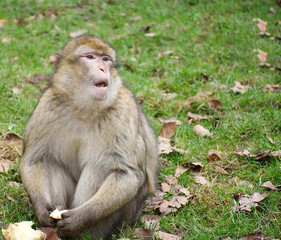 Moroccan monkey with open mouth