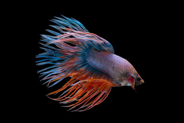Obraz premium Crowntail Fancy Betta Fish