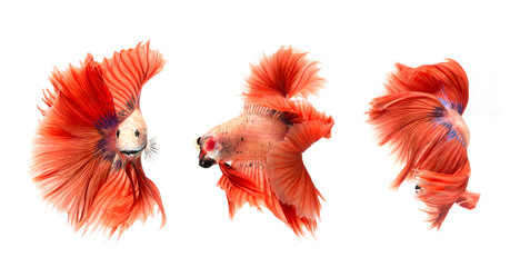 Red Half Moon Betta Fish