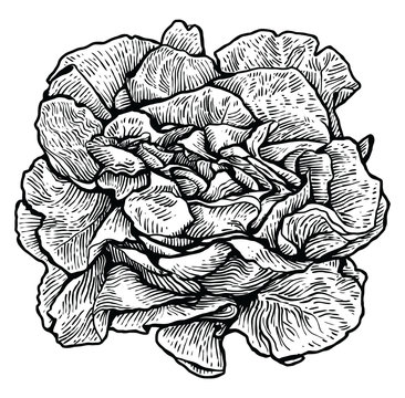 Lettuce, salad illustration, drawing, engraving, line art, vegetable, vector