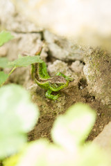  a new tail - a new life