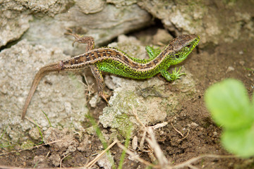  a new tail - a new life