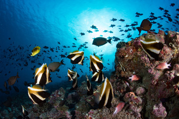 colorful butterfly fish ln Maldives
