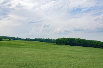 green landscape in summer