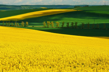 Yellow rapeseed field with wavy abstract landscape pattern. Moravian rolling landscape on sunset in yellow colors. Moravia, Czech Republic.