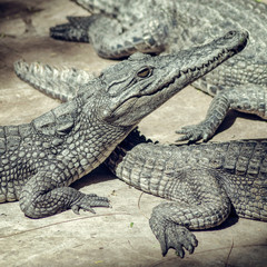 Obraz premium Crocodile babies.