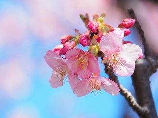 Pink Cherry Blossom with Blue Sky Background