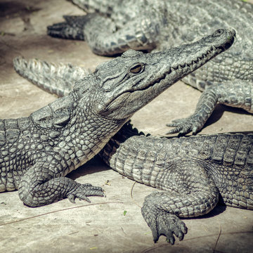 Crocodile babies.