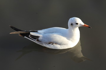 Seagull 