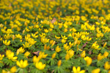 Fototapeta premium Winterlinge Eranthis Hyemalis Blüten