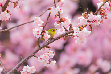Obraz premium The Japanese White eye.The background is winter cherry blossoms. Located in Tokyo Prefecture Japan.