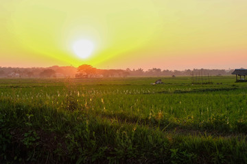 sunset at field