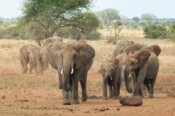 Elephants in savanna.