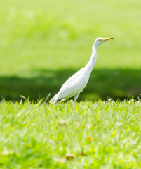 Naklejka premium A White Heron in the garden.
