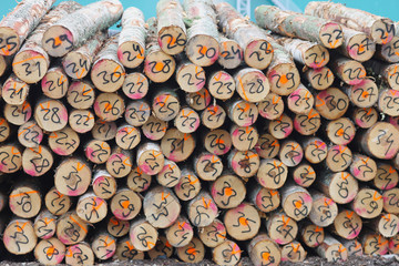 Warehouse timber ready for shipment at the port