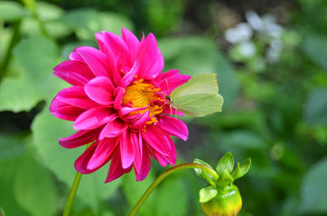 Naklejka premium Cabbage butterfly on zinnia flower