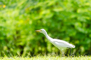 A White Heron in the garden.
