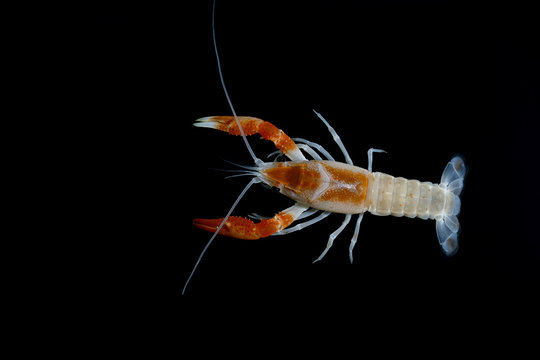 procambarus clarkii orange ghost