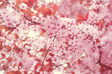 Branches of blooming cherry tree