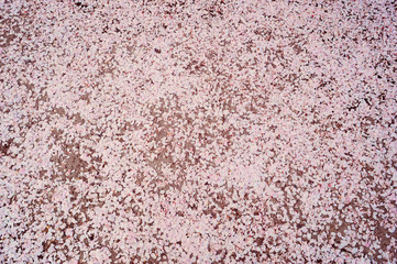 Ground covered with petals of pink cherry blossom