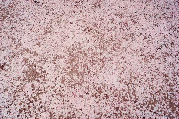 Wall murals Cherryblossom Ground covered with petals of pink cherry blossom
