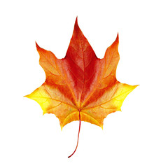 colorful autumn maple leaf isolated on white