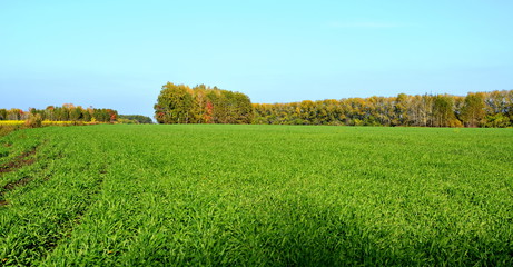 Fototapeta na wymiar large green field with wheat germ