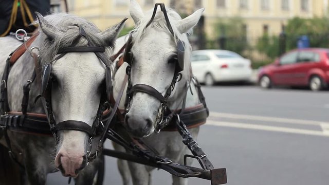 Two white horses with carriage on a street