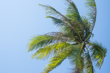 Coconut Tree with fresh coconut