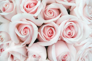 Photo sur Plexiglas Roses Soft Rose Buds en arrière-plan